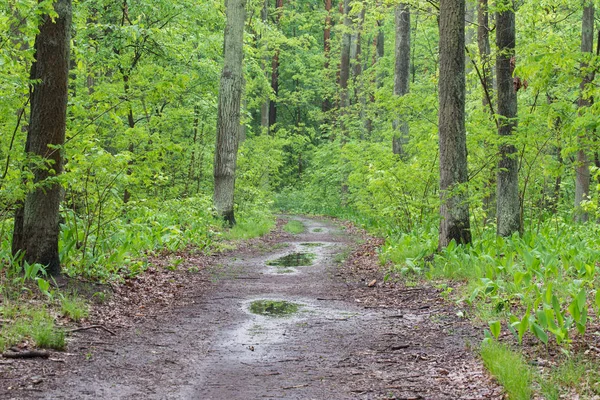 Flaques d'eau dans la forêt de printemps — Photo