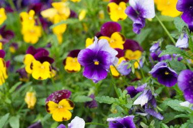 bahçe pansy, viyola üç renkli çiçekler