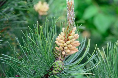 pinus mugo erkek çiçekleri
