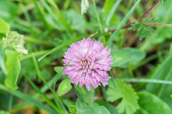 Trifolium pratense Red Clover kwiat — Zdjęcie stockowe