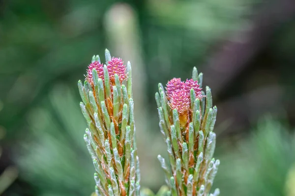 Pinus mugo flores femeninas — Foto de Stock