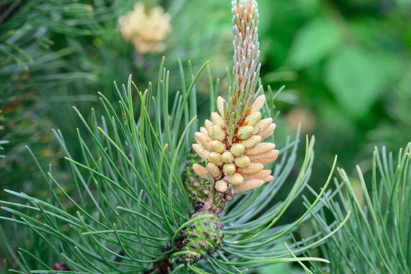 Pinus mugo männliche Blüten — Stockfoto
