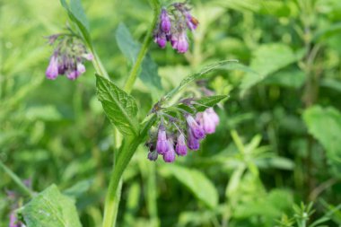 Symphytum officinale, comfrey menekşe çiçekleri 