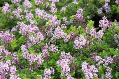 syringa josikaea, macar leylak seçici odak