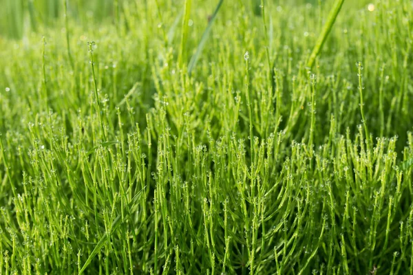 Equisetum arvense,  field horsetail, common horsetail with dew d — Stock Photo, Image