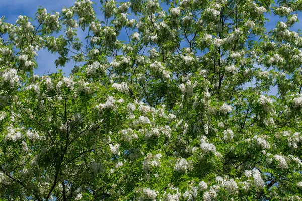 Robinia pseudoacacia белые цветы — стоковое фото