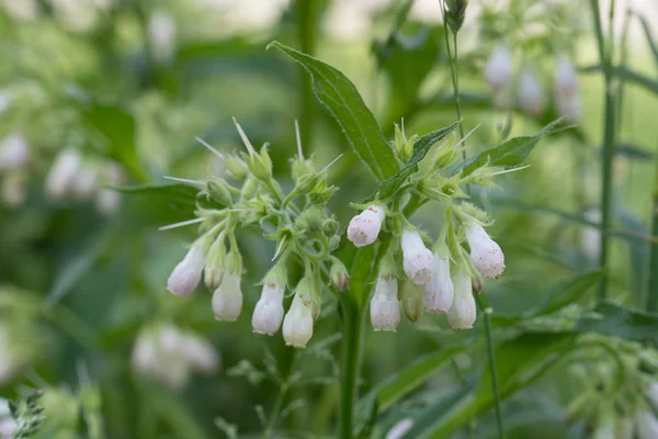 Symphytum officinale, smeerwortel witte bloemen — Stockfoto