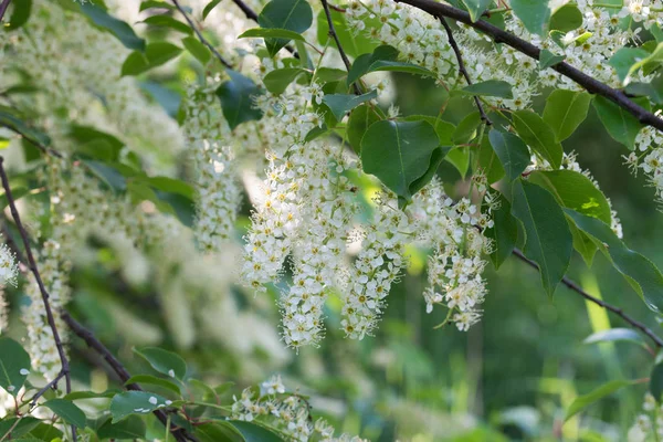 Чернослив, вишня, черника, ягоды, белые цветы — стоковое фото