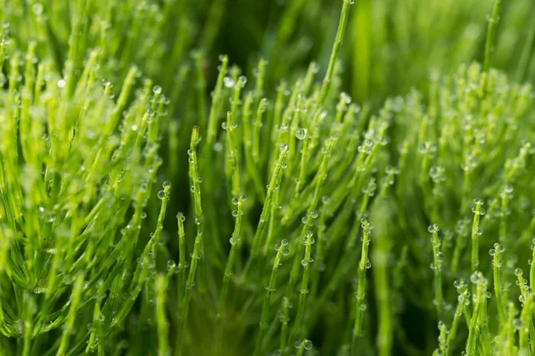 Equisetum arvense, field horsetail, common horsetail with dew d — Stock Image Equisetum arvense, field horsetail, common horsetail with dew d Stock Photo
