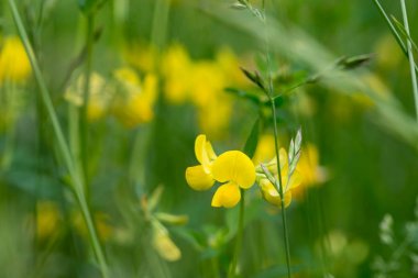 Lotus corniculatus sarı çiçekler makro