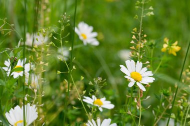 papatya beyaz çiçekler makro