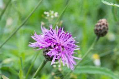 Yaban ördeği çiçekli makro