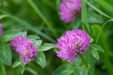 kırmızı yonca çiçekleri makro