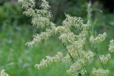 çiçekli dactylis glomerata, horoz ayağı, meyve bahçesi çim makro 