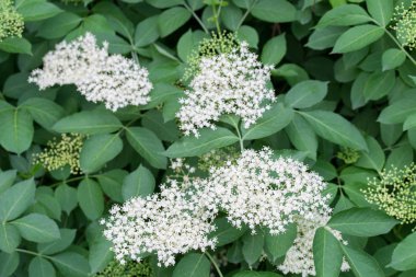 Sambucus nigra, mürver, siyah yaşlı beyaz çiçekler 