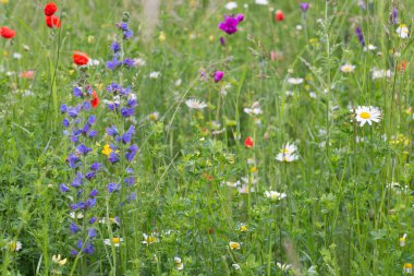 çok renkli çiçeklerile yaz çayır 