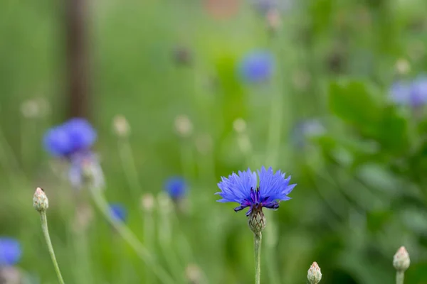 Centaurea cyanus, flor de milho, flores azuis botão de solteiro — Fotografia de Stock