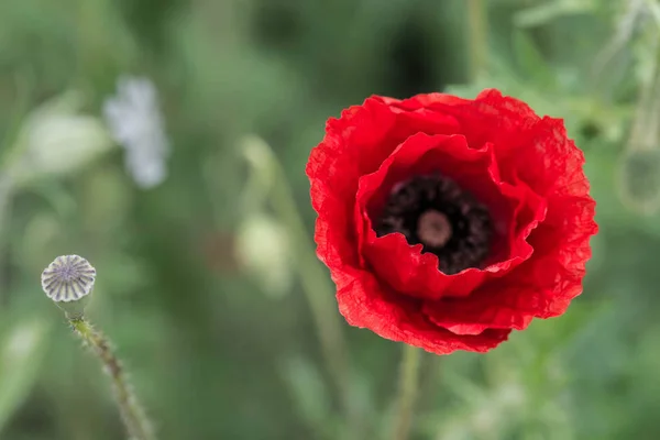 Czerwony MAK (Papaver rhoeas) makro — Zdjęcie stockowe