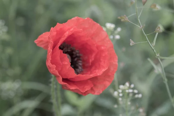 Amapola roja (papaver rhoeas) macro — Foto de Stock