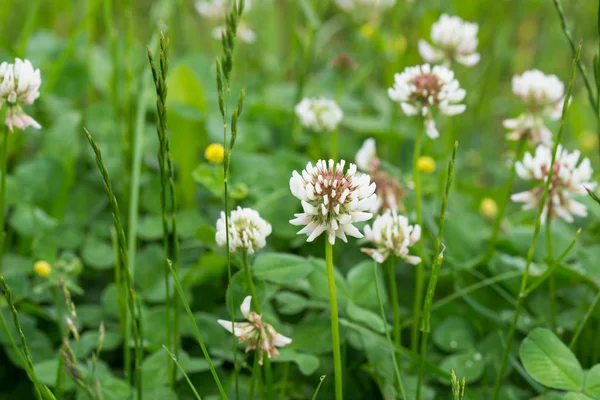 Trifolium repens, fleurs de trèfle blanc dans la prairie — Photo