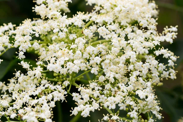 SAMBUCUS nigra, czarnego bzu, czarny starszy białe kwiaty — Zdjęcie stockowe