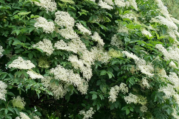 Sambucus nigra, buderberry, black elder white flowers — стоковое фото