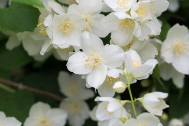 Philadelphia coronaryus (Sweet Mock-Orange, İngilizce Dogwood) WHI