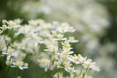 Clematis recta, dik clematis veya zemin virginsbower beyaz akış