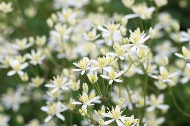 Clematis recta, dik clematis veya zemin virginsbower beyaz akış