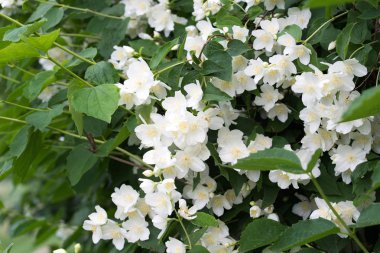 Philadelphia coronaryus (Sweet Mock-Orange, İngilizce Dogwood) WHI