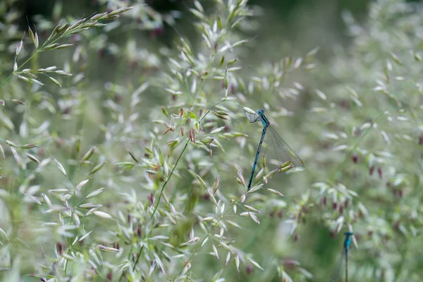 Agrostis capillaris (doblado común, doblado colonial, browntop) flowe — Foto de Stock