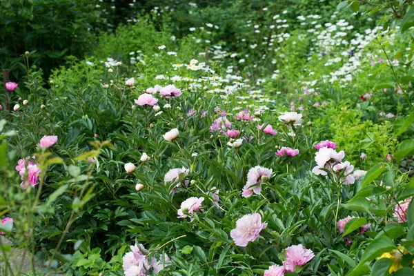 pink peonies in cottage garden