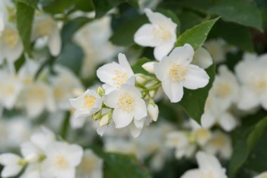 Philadelphia coronaryus (Sweet Mock-Orange, İngilizce Dogwood) WHI