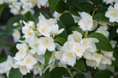Philadelphia coronaryus (Sweet Mock-Orange, İngilizce Dogwood) WHI
