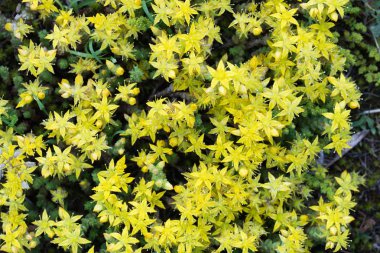 Sedum dönüm, goldmoss stonecrop sarı çiçekler makro