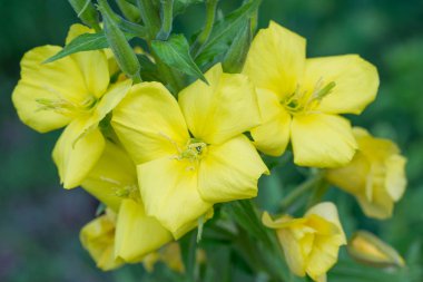 akşam Primrose sarı çiçekler 