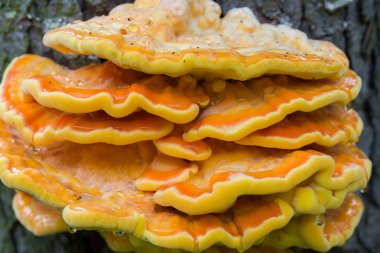 ağaçta portakal mantarı - laetiporus sulphureus, kükürt raf 
