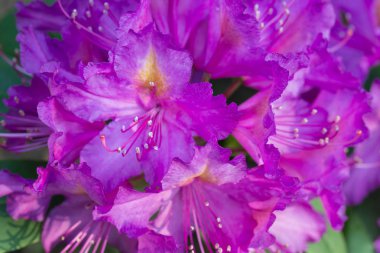 Rododendron pembe çiçekleri 