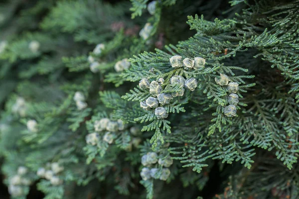 Thuja levelek és éretlen kúpok — Stock Fotó