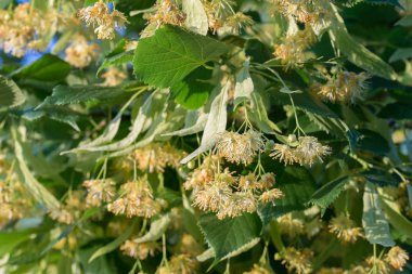 Tilia, kireç, ıhlamur çiçekleri ve yaprakları 