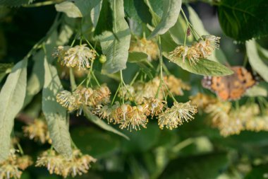 Tilia, kireç, ıhlamur çiçekleri ve yaprakları 