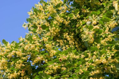 Tilia, kireç, ıhlamur çiçekleri ve yaprakları 