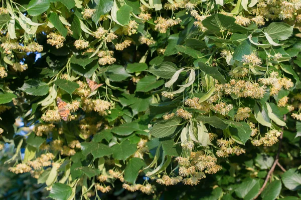 Tilia, lima, flores y hojas de tilo — Foto de Stock