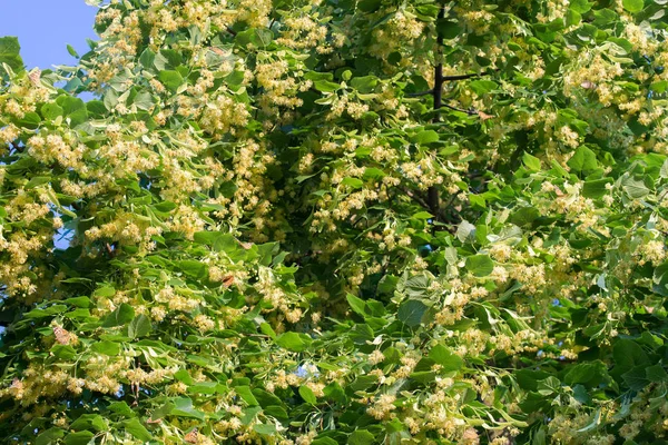 Тилия, лайм, липа цветы и листья — стоковое фото