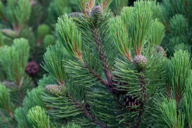pinus mugo, mountain pine cones  clipart