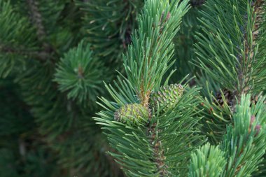 Pinus mugo, dağ Çam Konileri 