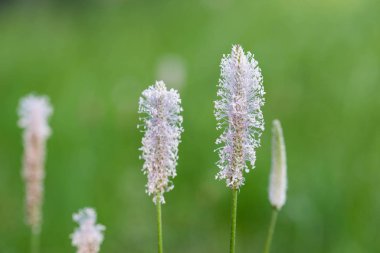 Plantago medya, ağarmış muz çiçeklenme 