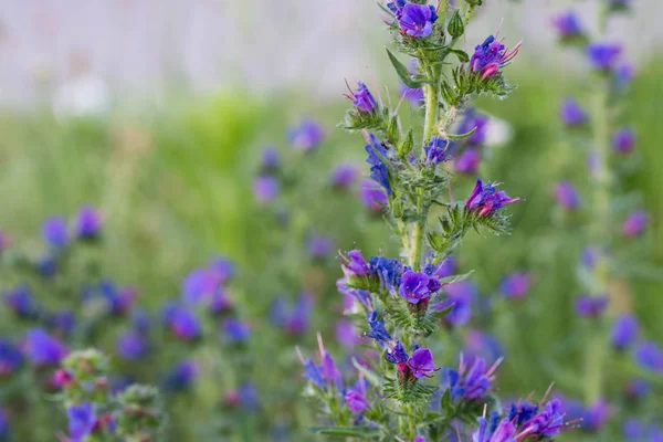 Echium vulgare  vipers bugloss, blueweed flowers — Stock Photo, Image