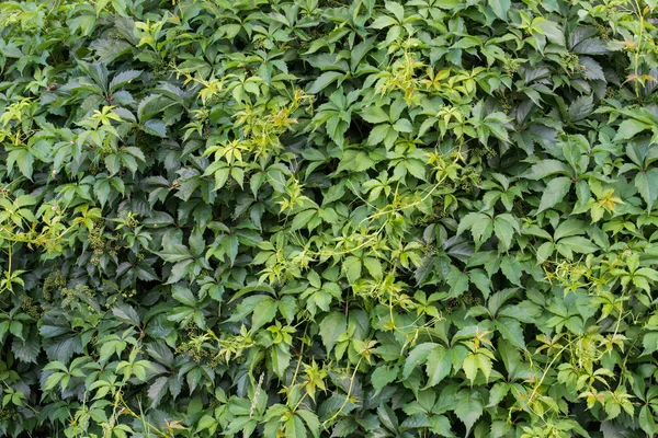Parthenocissus quinquefolia, Virginia creeper hedge — Stock Photo, Image
