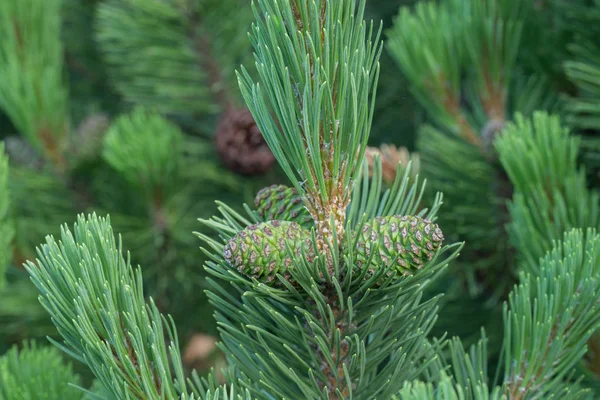 Pinus mugo, stożki górskie sosny — Zdjęcie stockowe